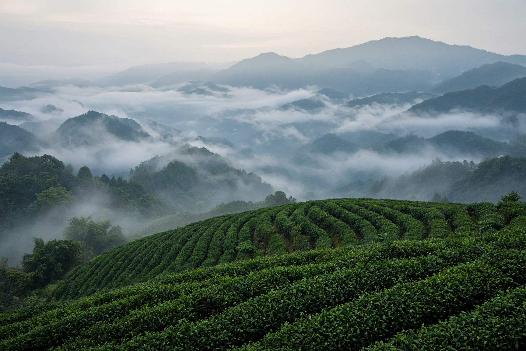 Mist over terraced tea fields in the mountains of Taiwan